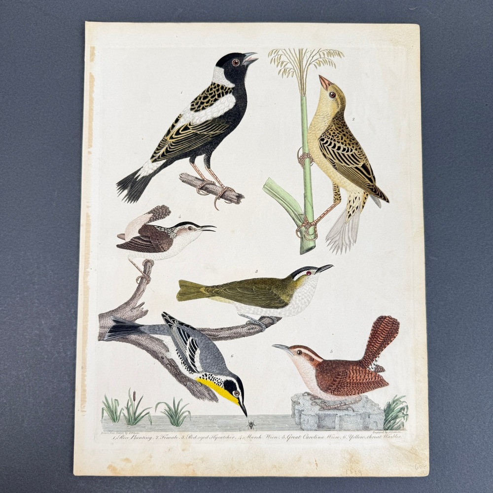 Antique 1829 Alexander Wilson American Ornithology Hand Colored Bird Engraving